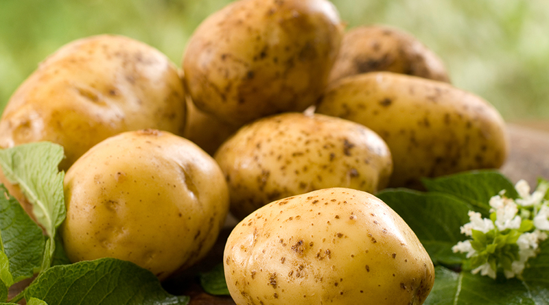 поставок картофеля в ЕС