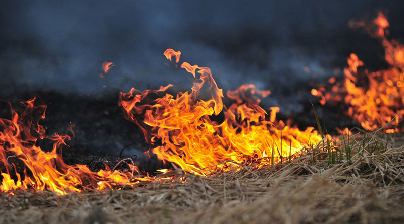 пожары в экосистемах