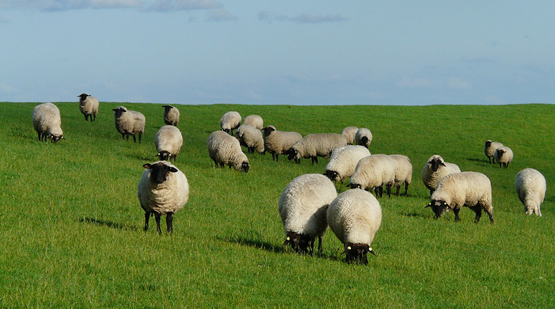 развитие овцеводства в Беларуси