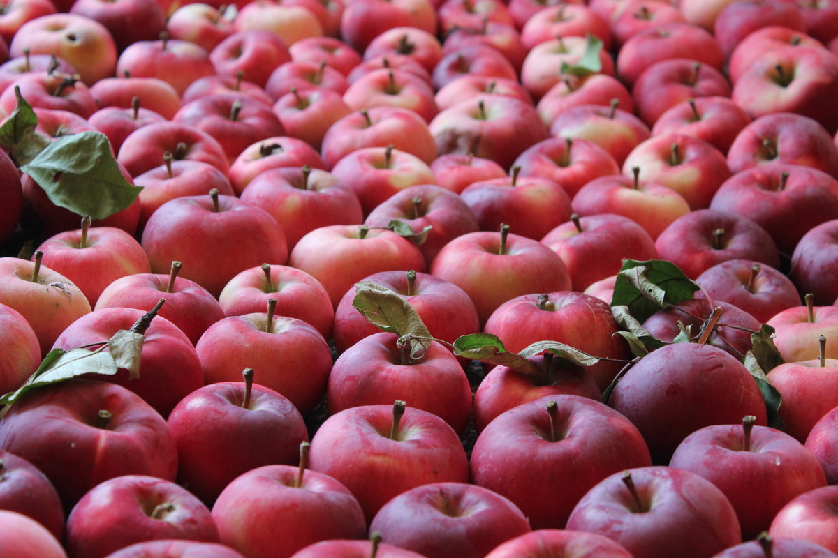 Белорусские яблоки