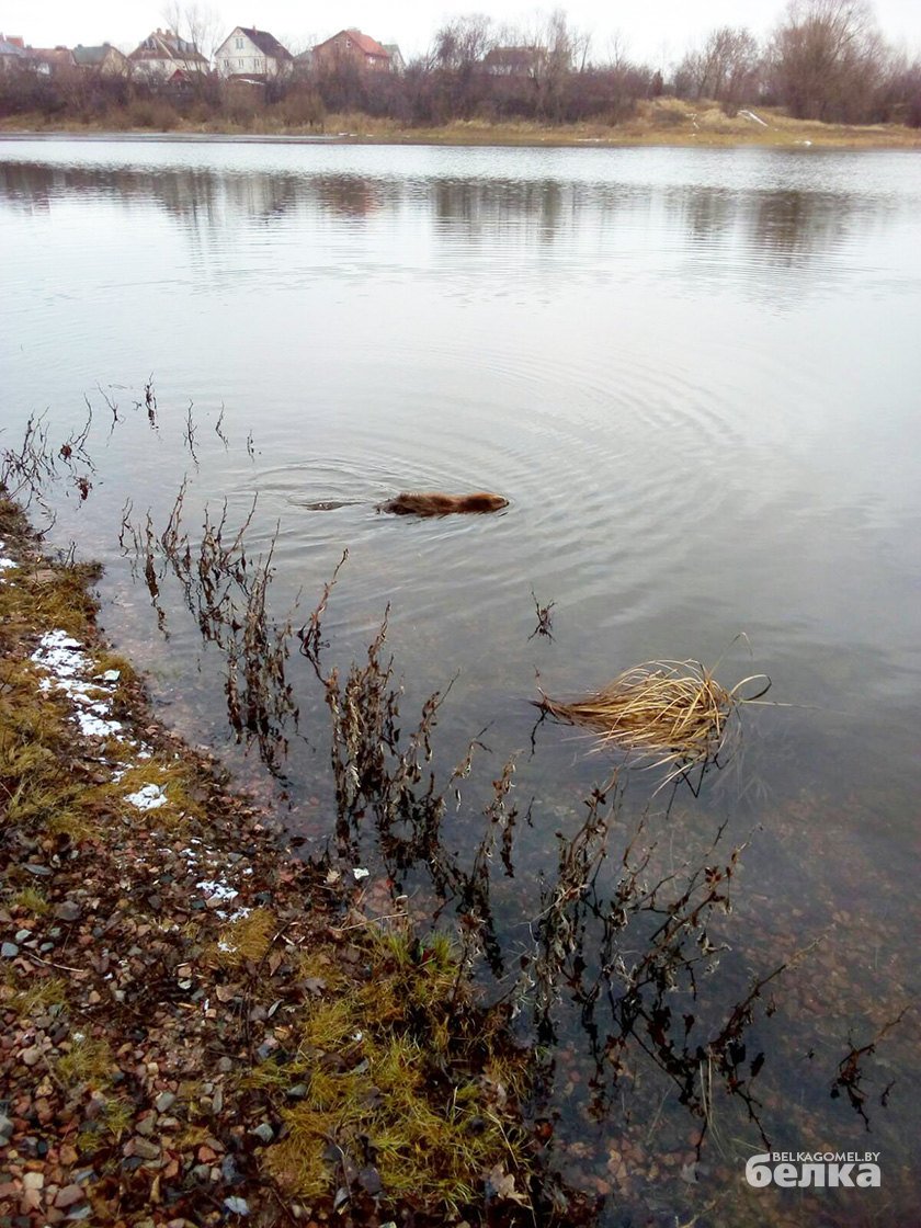 бобер на Любенском озере