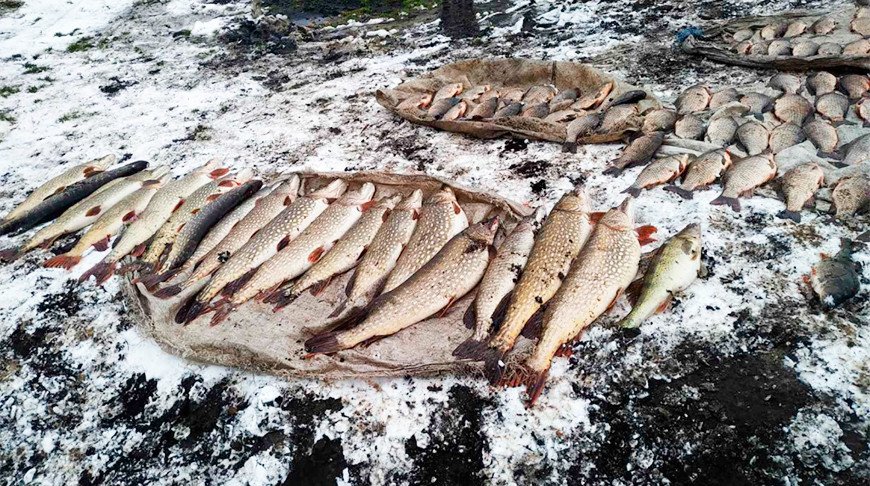 В Житковичском районе задержали браконьеров