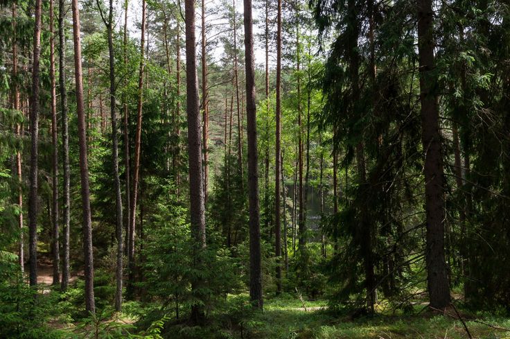 В Беларуси вышел запрет на пребывание в лесах в трех областях