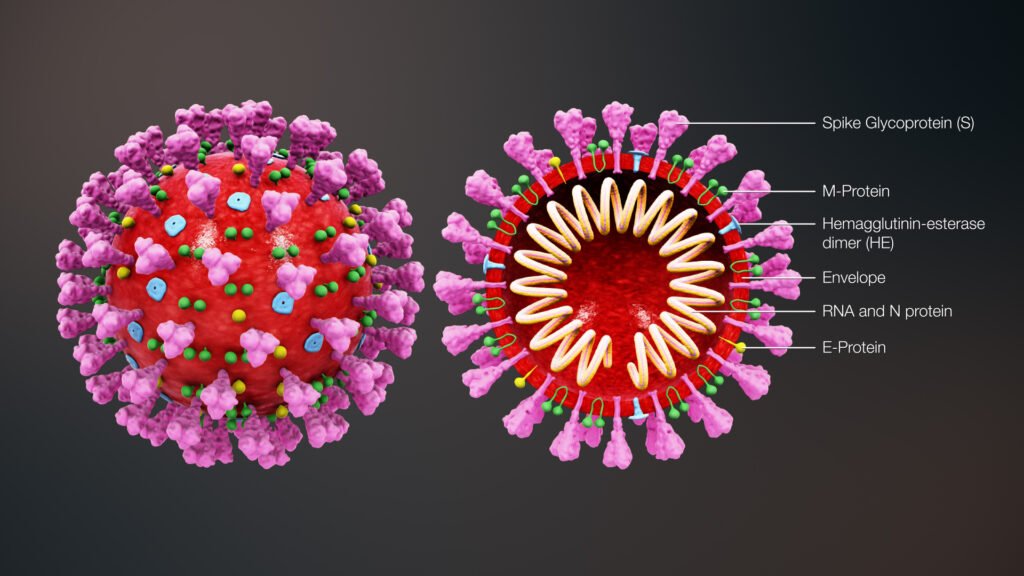 По миру распространяется шесть разновидностей коронавируса SARS-CoV