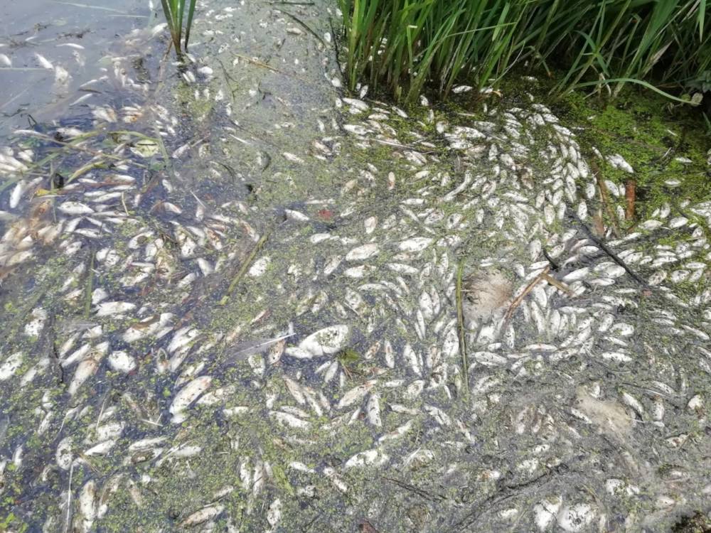 Массовый мор рыбы был обнаружен в Кормянском районе