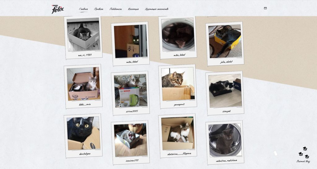 Посмотрите: в Беларуси появилась первая галерея котиков в коробках