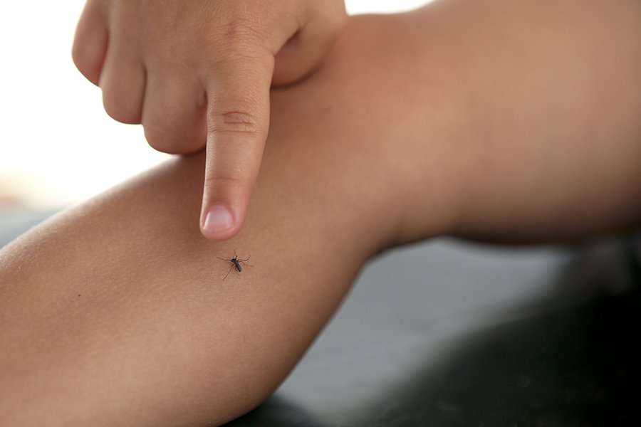 Несколько простых и безвредных способов защиты от комаров