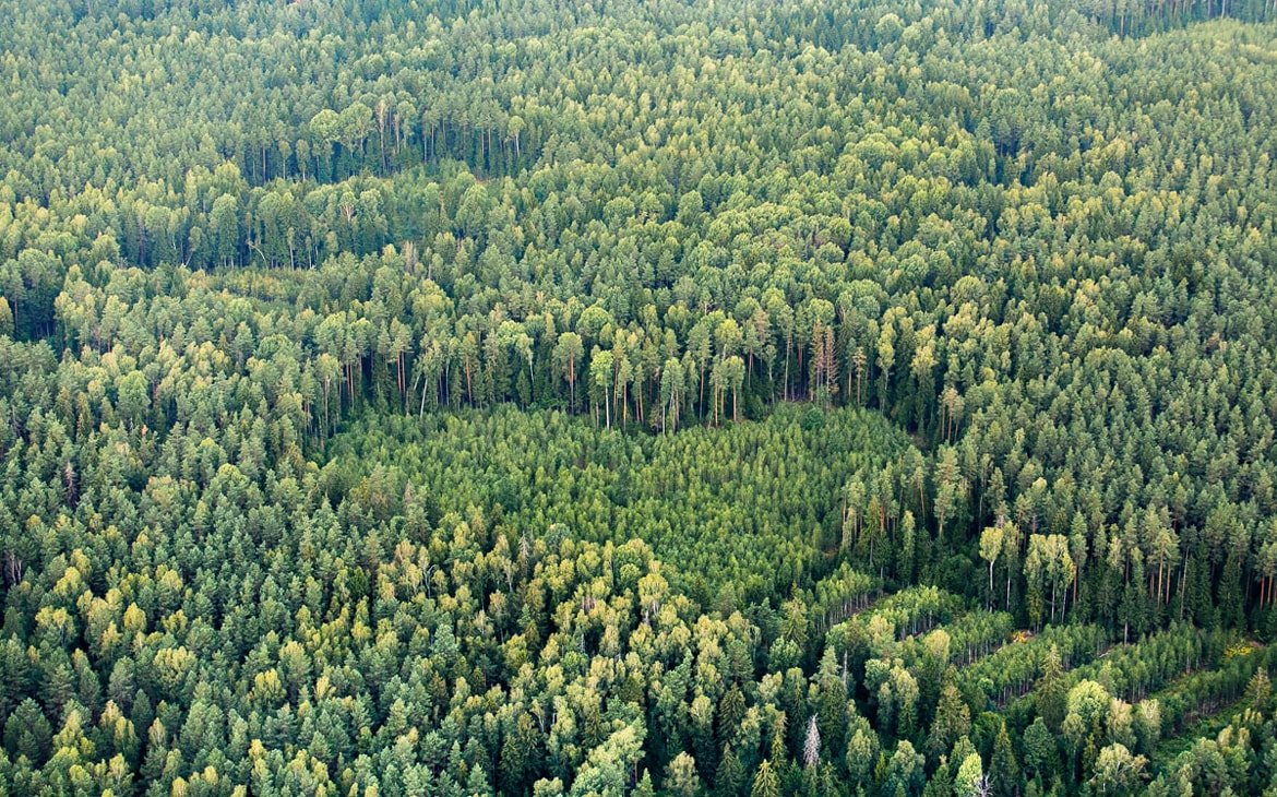 В Беларуси сейчас нельзя посещать леса в 9 районах, а в 24 посещения ограничены