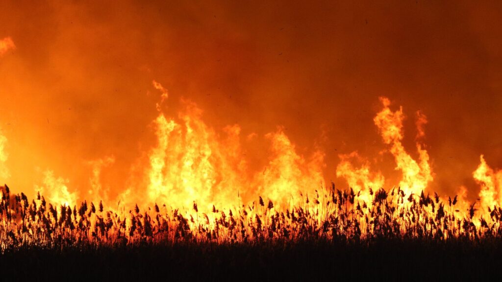 Украина пытается поджечь их поля с пшеницей